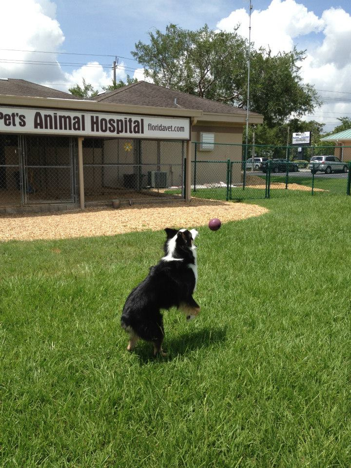 Boarding - Photos | My Pet's Animal Hospital - Lakeland, FL