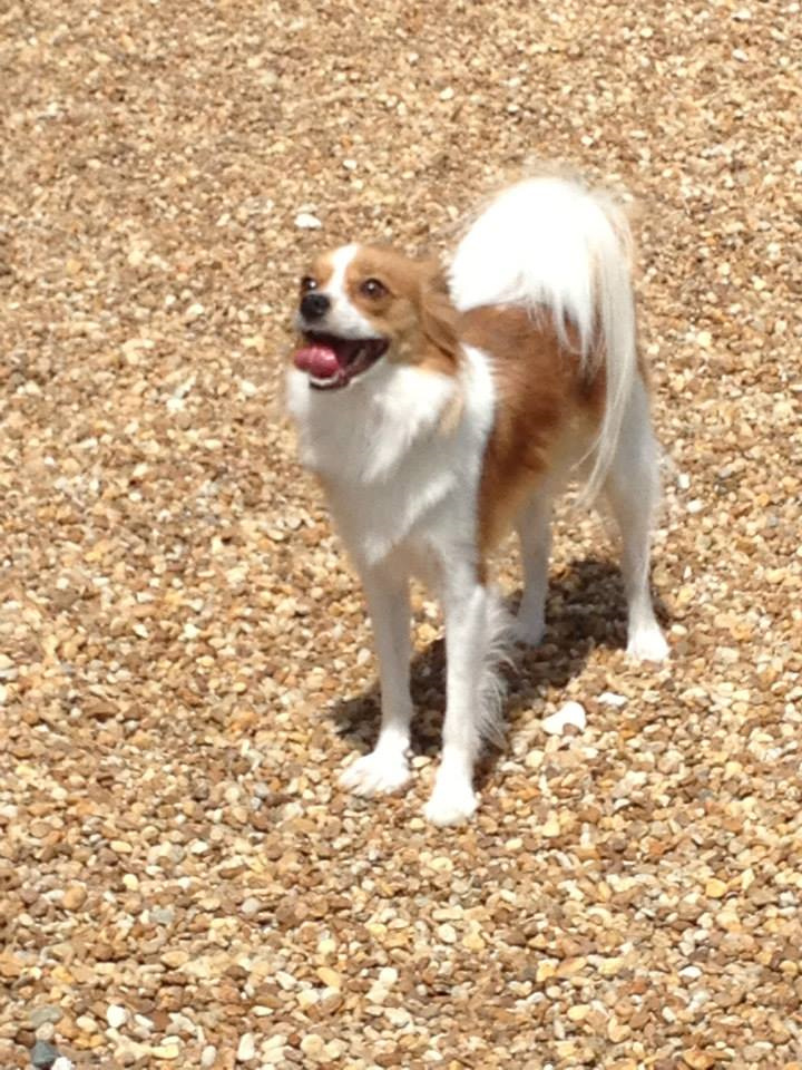 Boarding Photos My Pet's Animal Hospital Lakeland, FL